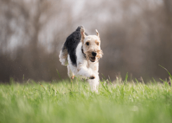 dog-350×250-1 dog behaviour training Romford