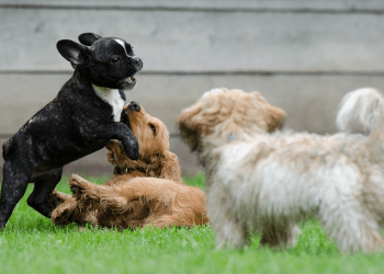 puppy training Romford